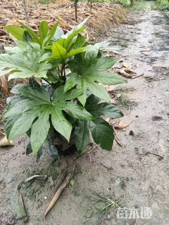 高度50厘米八角金盘