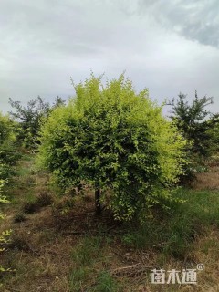 冠幅120厘米金叶榆球