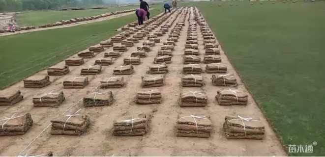 草卷状百慕大草