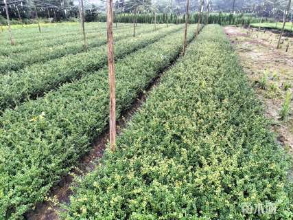 高度35厘米龟甲冬青