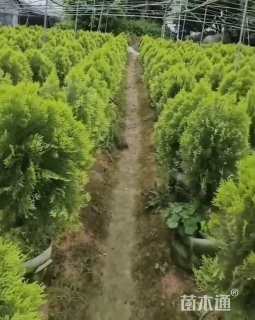 高度60厘米金叶侧柏