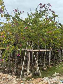 8公分红花羊蹄甲