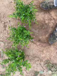 高度20厘米满天星