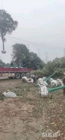 12公分高杆女贞