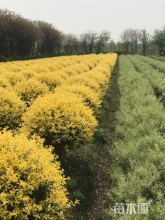 冠幅120厘米金禾女贞球