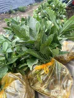 高度40厘米洒金珊瑚