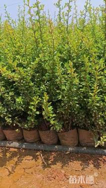 高度30厘米火棘