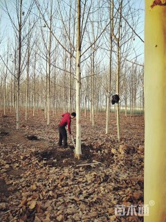 15公分速生法桐