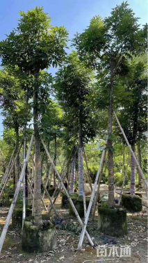 13公分海南红豆