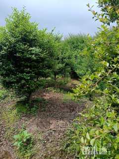 高度200厘米茶梅