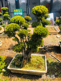 造型赤楠