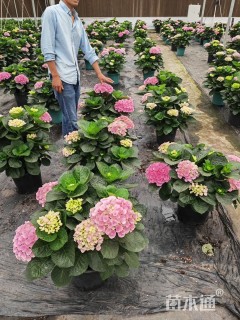 高度30厘米绣球