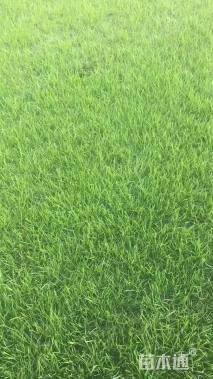 混播黑麦草