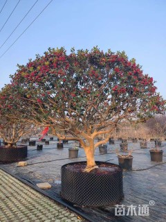 10公分无刺枸骨