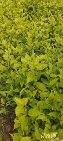 高度40厘米扶桑