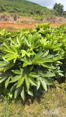 高度80厘米八角金盘