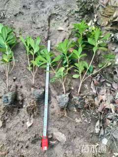 高度15厘米海桐