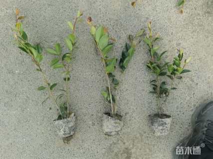 高度20厘米茶梅小苗