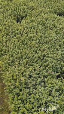 高度25厘米满天星