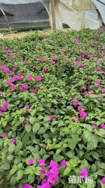 高度50厘米三角梅