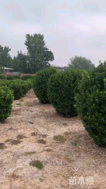 冠幅160厘米大叶黄杨球