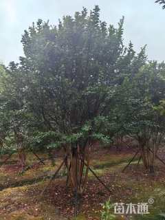 高度300厘米丛生紫薇