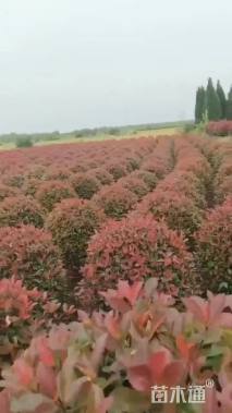 冠幅1厘米石楠球