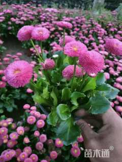 高度20厘米雏菊