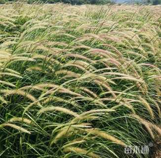 高度60厘米狼尾草