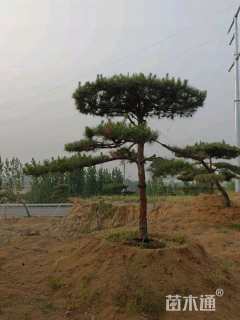 高度250厘米油松