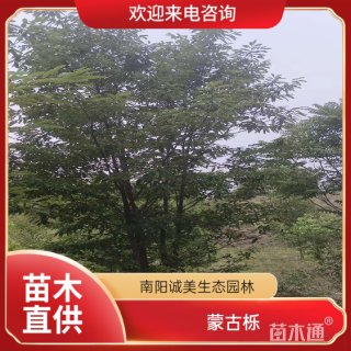 高度700厘米丛生蒙古栎