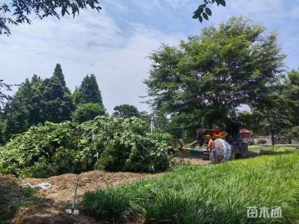 35公分榉树