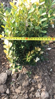 高度35厘米瓜子黄杨