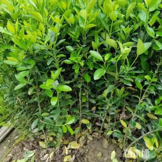 高度50厘米大叶黄杨