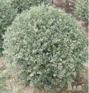 冠幅50厘米银姬小蜡球