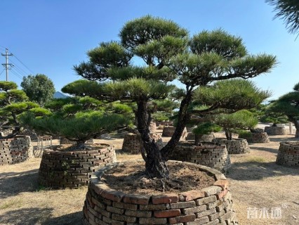 高度100厘米黑松