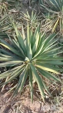 高度40厘米剑麻