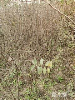 高度60厘米郁李