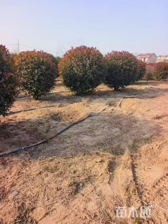 冠幅120厘米红叶石楠球