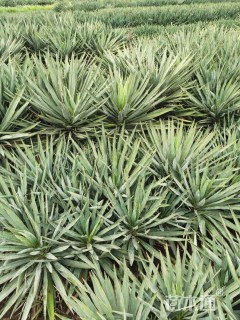 高度30厘米剑麻