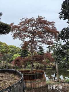 高度320厘米羽毛枫