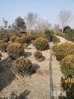 冠幅150厘米瓜子黄杨球