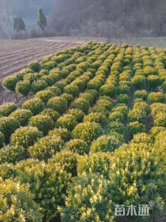 高度150厘米雀舌黄杨