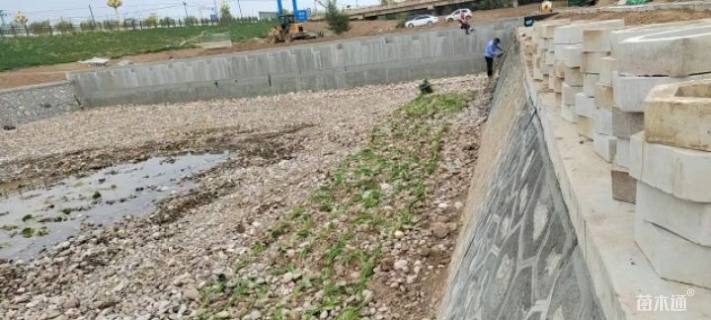 高度40厘米翠芦莉