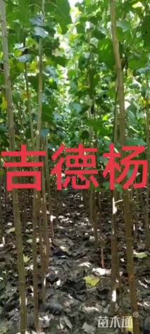 5公分杨树