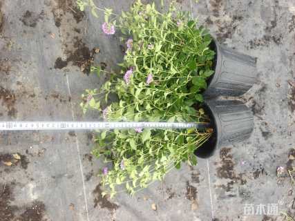 高度30厘米马缨丹