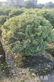 冠幅150厘米金边黄杨球