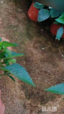 高度30厘米大丽花