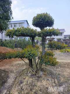 10公分椤木石楠