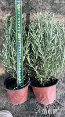 高度20厘米迷迭香